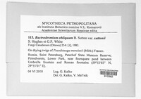 Bactrodesmium obliquum var. suttonii image